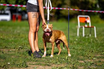 Americký pitbull teriér s PP - 7