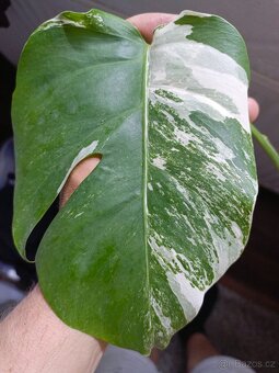Monstera aureovariegata vrchol + zdarma řízek albovariegaty - 7