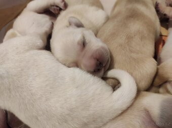 Štěňata labradorského retrívra - 7