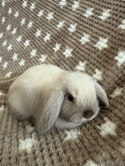 Mini Lop - beránek - 7