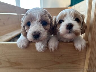 🐶 CAVAPOOCHON ŠTĚŇÁTKA – PRVNÍ VRH NAŠICH RODINNÝCH MAZLÍKŮ - 7