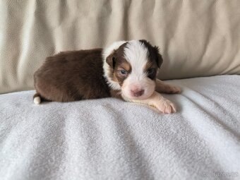 Australsky ovčak - 7