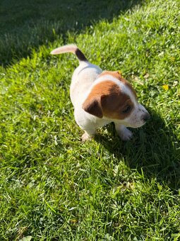 Jack Russell teriér - 7