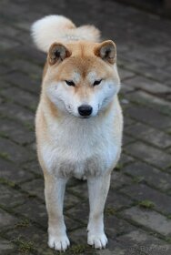 Shiba Inu s PP FCI - 7