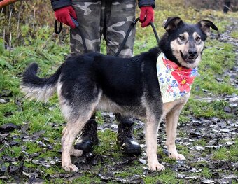 ELVIRA K ADOPCI - 2 ROKY, MILÁ, PŘÁTELSKÁ,KONTAKTNÍ - 7