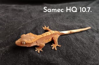 Pagekon Řasnatý - 7