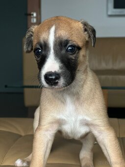 vipet/whippet štěňátka - 7