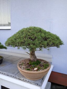 Borovice lesní bonsai - 7