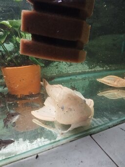 prodej novinek ze dvora - 7