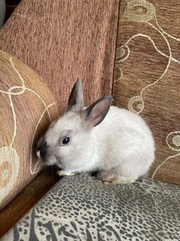 Zakrslý králík - 7