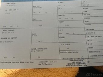 Chovná klisna, belgicka krev, včetně připuštení - 7