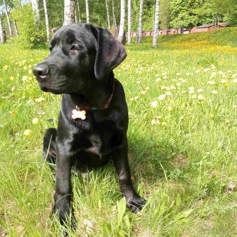 Štěňata labradora - 7