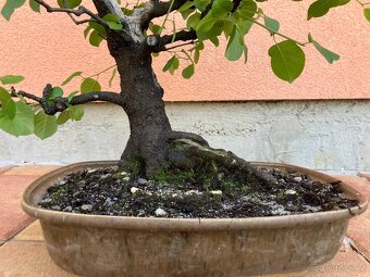 Bonsai, Bonsaj, mahalebka, solitéra - 7