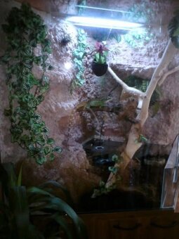 Terarium - 7