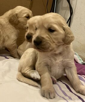 Zlatý retrívr bez PP - 7