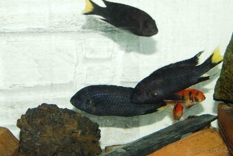 Prodám tlamovce z jezera Malawi - 7