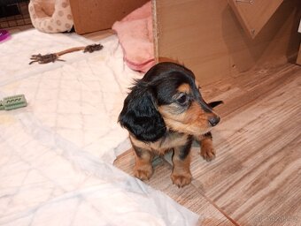 Jezevčík trpasličí dlouhosrstý - 7