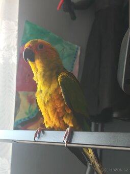 Aratinga slunecni ručně dokrmeny - 7