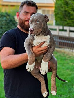 American bully xl/xxl Pitbull xxl - 7