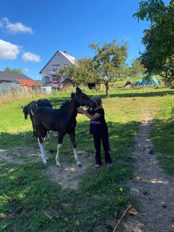 Nabízím klisnu Barock Pinto - 7
