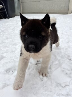Americká akita - 7