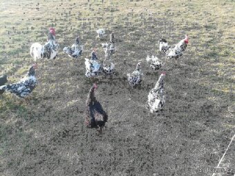 VLASKA EXCHEQUER loňští kohoutci - 7