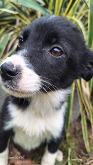 Kolie,kolia,mini - 7
