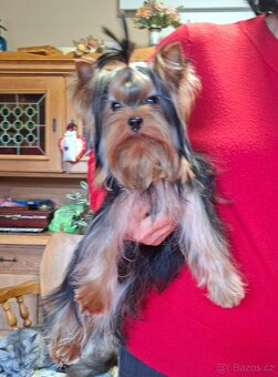 Yorkshire terrier s PP - psík - 7