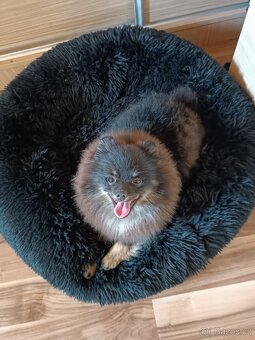 Pomeraniani s PP - 7