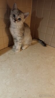 Britská koťátka s PP - 7