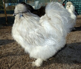 Hedvábnička velká - 7