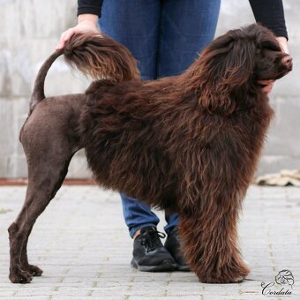 Portugalsky vodní pes - wavy fena - 7