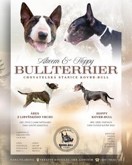 Anglicky bullterier, bulteriér - 7
