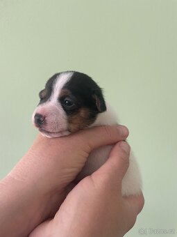 Jack Russel terier - 7