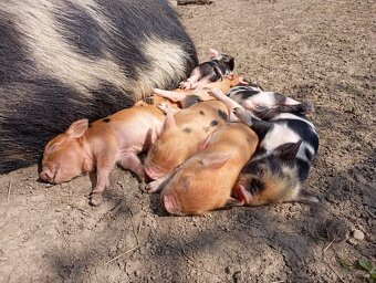 Kune Kune - selátka - 7
