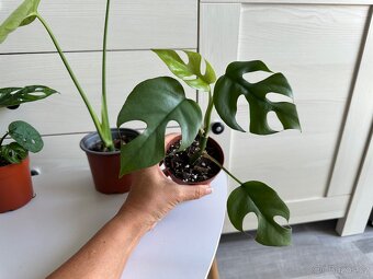 Monstera, cena za 3 rostliny 360 Kč. - 7