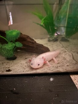 axolotl + akvárium SPĚCHÁ - 7