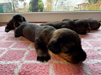 Drsnosrstý jezevčík standart s PP - 7