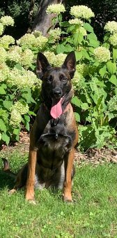 Belgický ovčák - malinois s PP - 7