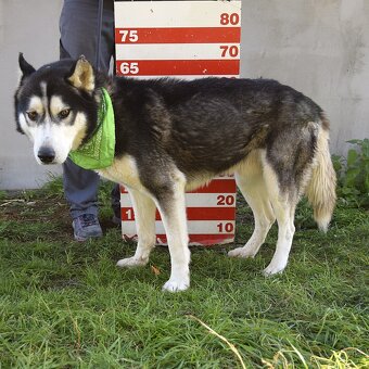 Kodiak sibirsky husky - 7