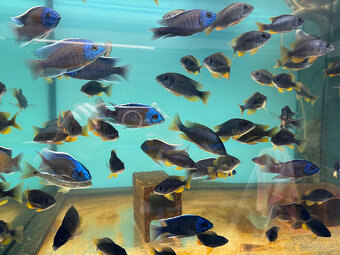 Tlamovci Copadichromis borleyi - 7
