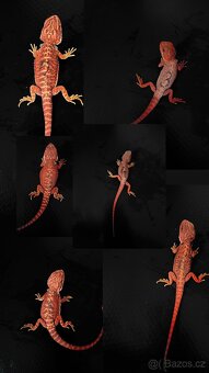 Agama vousatá RED - 7
