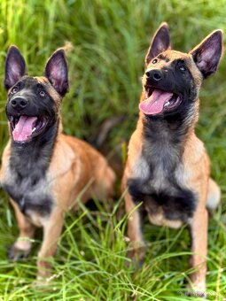 BELGICKÝ OVČÁK MALINOIS - ŠTĚŇATA S PP - 7