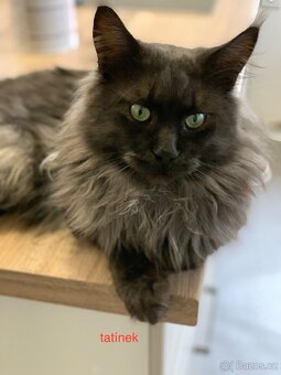 mainská mývalí koťata - 7