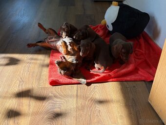 Trpasličí jezevčík štěňátka s PP - 7