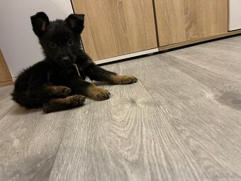 Německý ovčák - 7