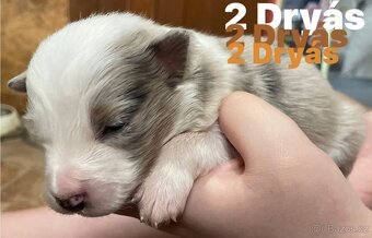 Border kolie s pp - 7