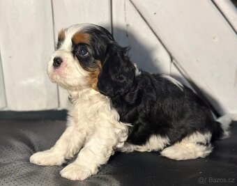 Kavalir King Charles spaniel - 7