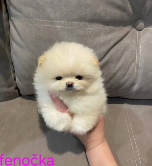 Pomeranian mini - 7