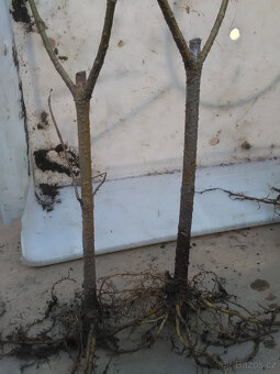 ZLATICE-Zlatý déšť: POSEL JARA - 7